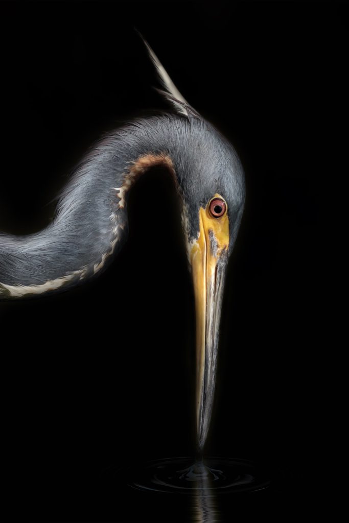 Heron