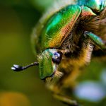 Insect Macro
