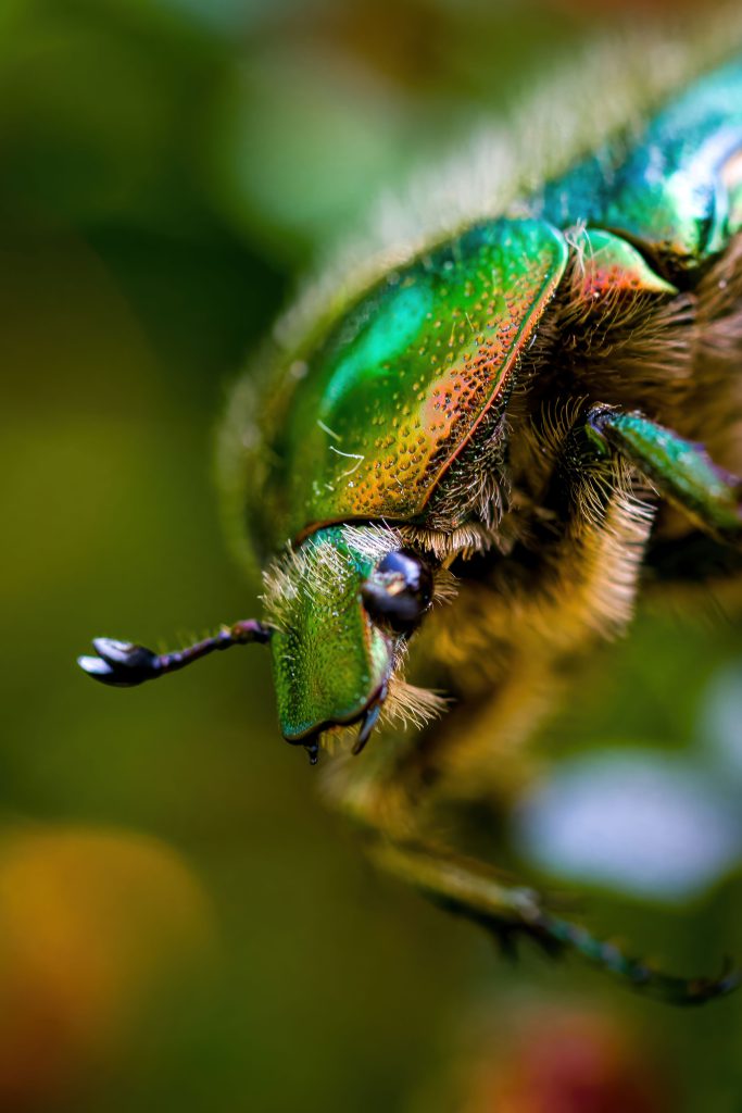 Insect Macro